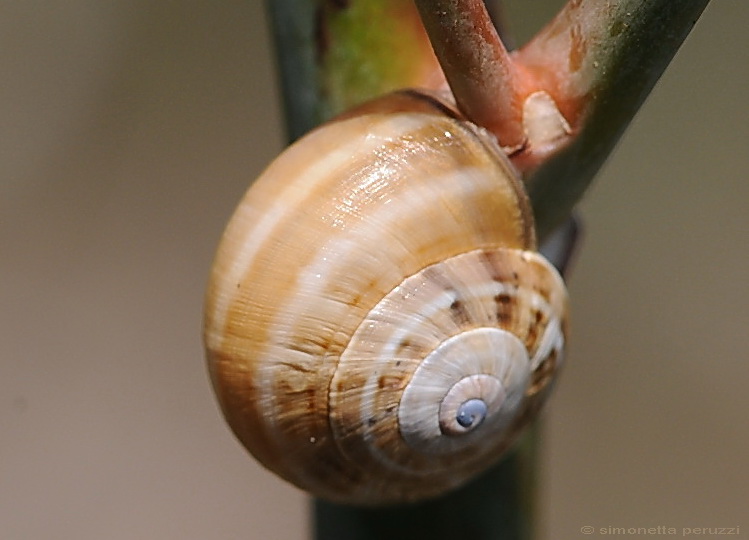 Gasteropoda corso